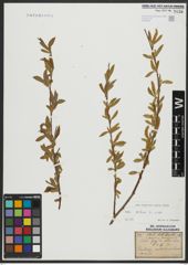 Foto von Salix alba L.